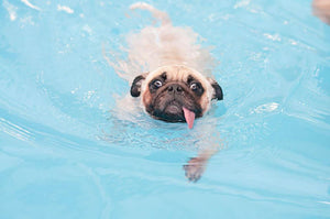 Close-up a cute dog puppy Pug Wall Mural Wallpaper - Canvas Art Rocks - 1
