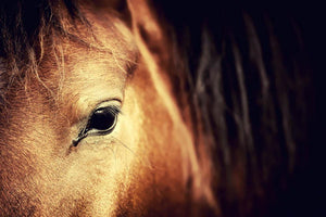 Close-up eye of Arabian bay horse on dark Wall Mural Wallpaper - Canvas Art Rocks - 1