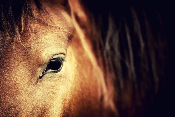 Close-up eye of Arabian bay horse on dark Wall Mural Wallpaper