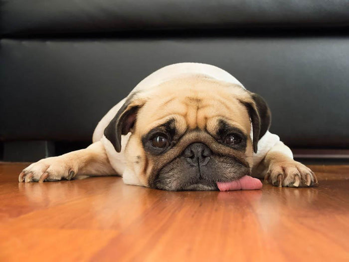 Close-up face of Cute pug Wall Mural Wallpaper