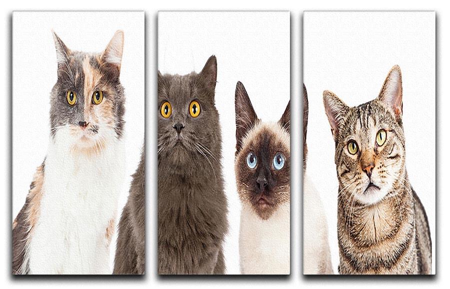Close-up image of four different breed cats looking forward at the camera 3 Split Panel Canvas Print - Canvas Art Rocks - 1