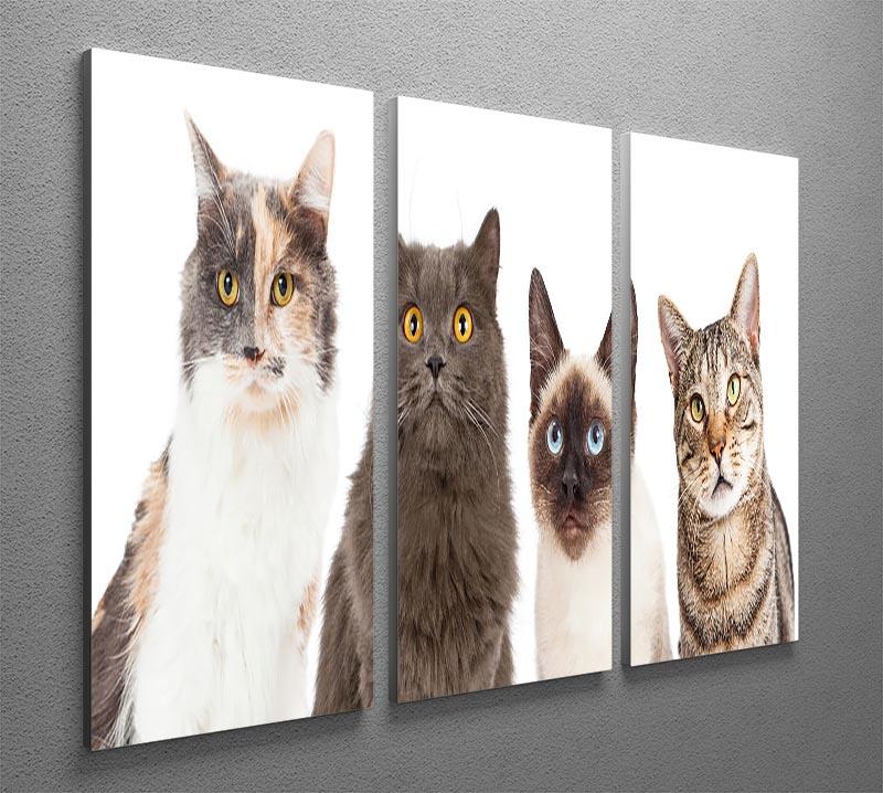 Close-up image of four different breed cats looking forward at the camera 3 Split Panel Canvas Print - Canvas Art Rocks - 2