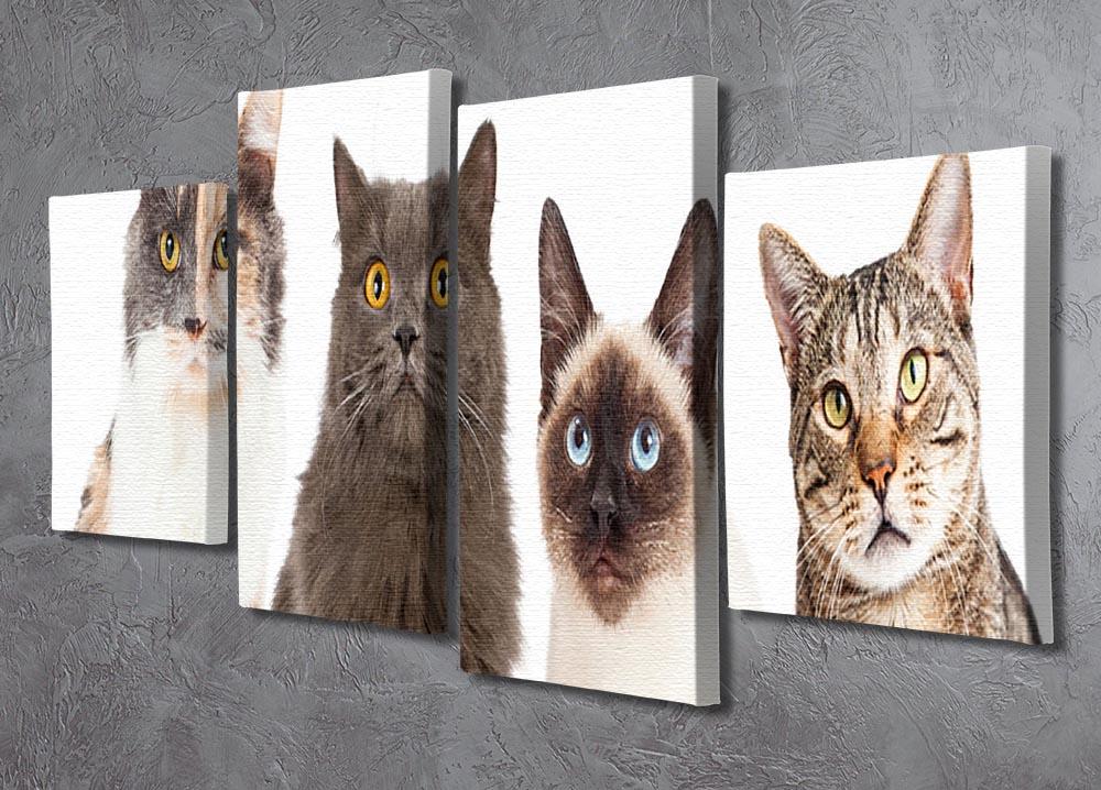Close-up image of four different breed cats looking forward at the camera 4 Split Panel Canvas - Canvas Art Rocks - 2