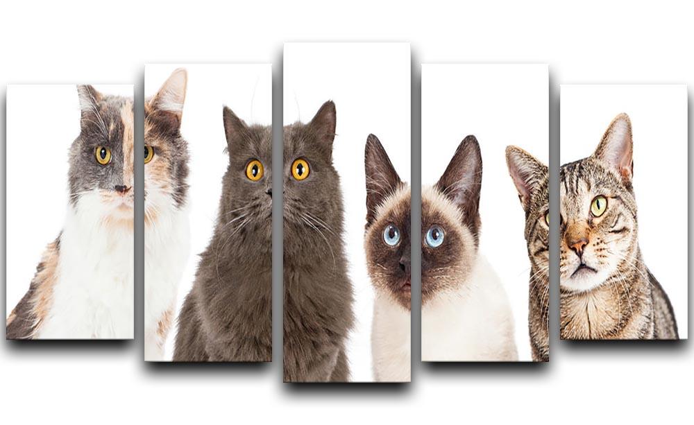 Close-up image of four different breed cats looking forward at the camera 5 Split Panel Canvas - Canvas Art Rocks - 1