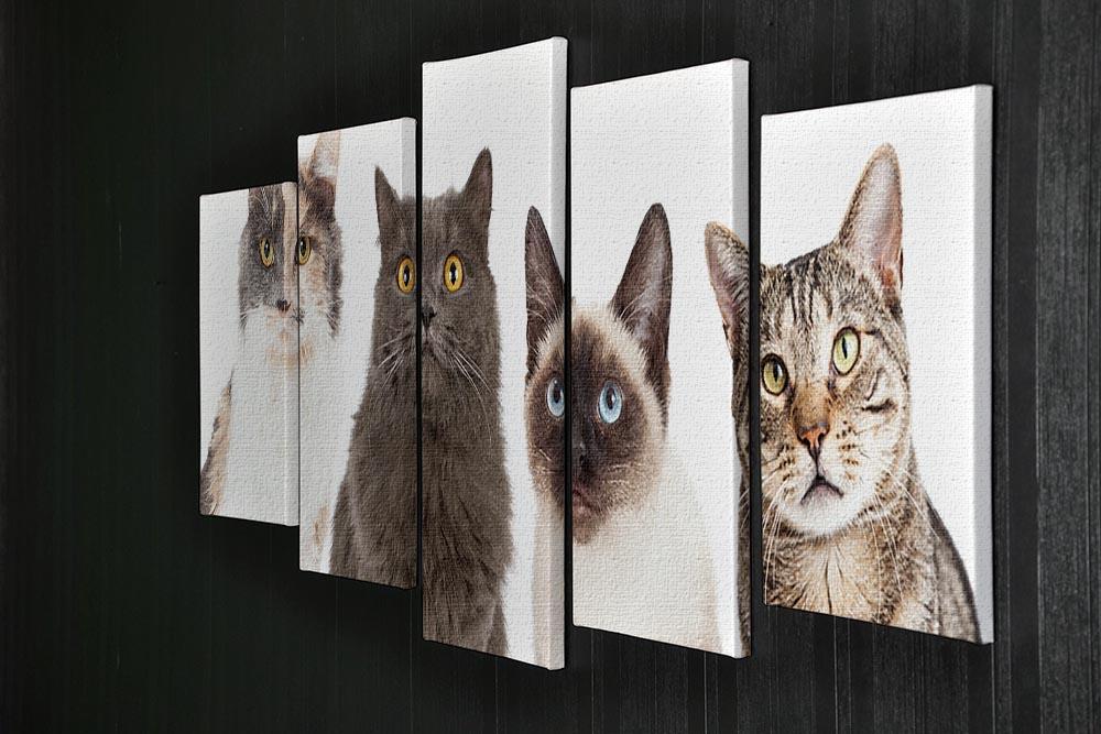 Close-up image of four different breed cats looking forward at the camera 5 Split Panel Canvas - Canvas Art Rocks - 2