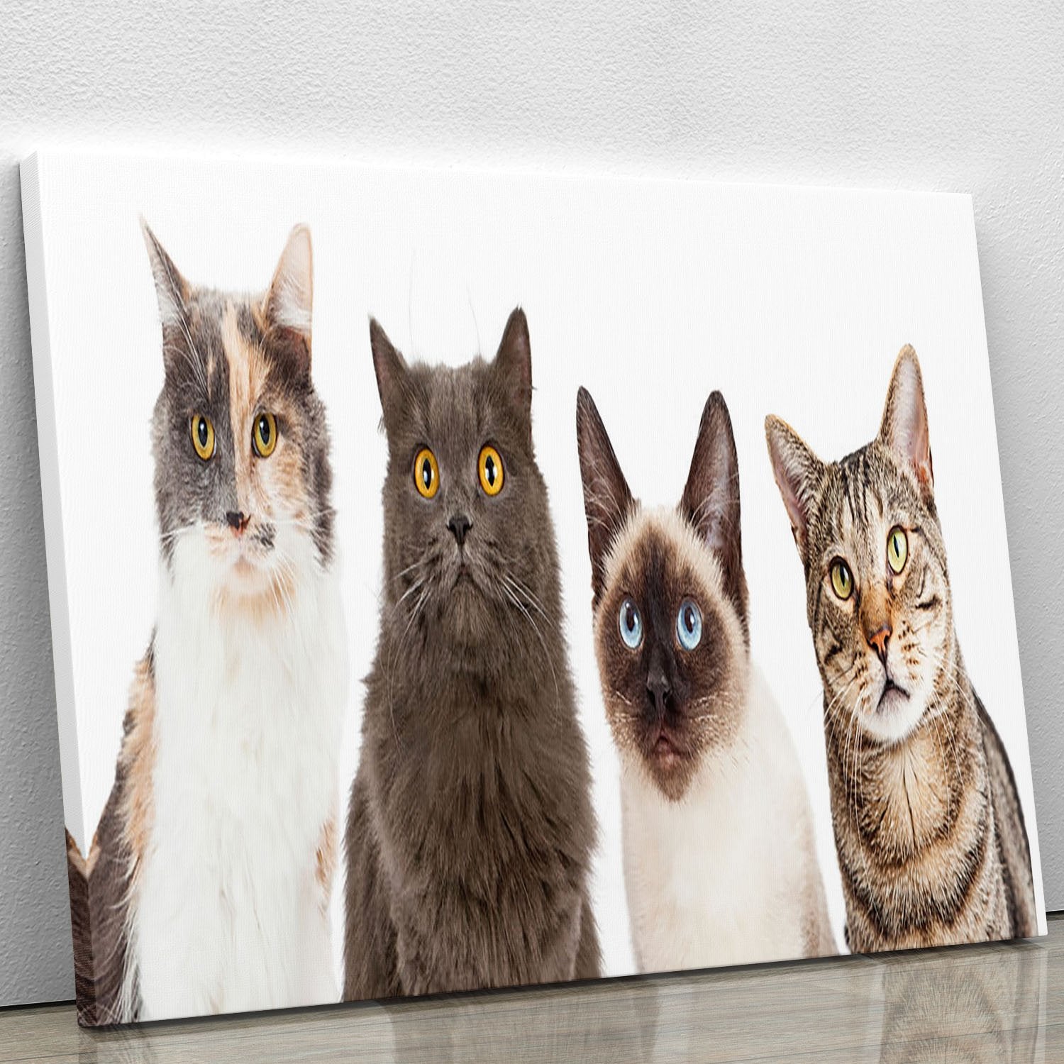 Close-up image of four different breed cats looking forward at the camera Canvas Print or Poster