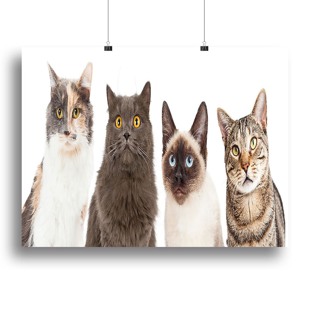 Close-up image of four different breed cats looking forward at the camera Canvas Print or Poster