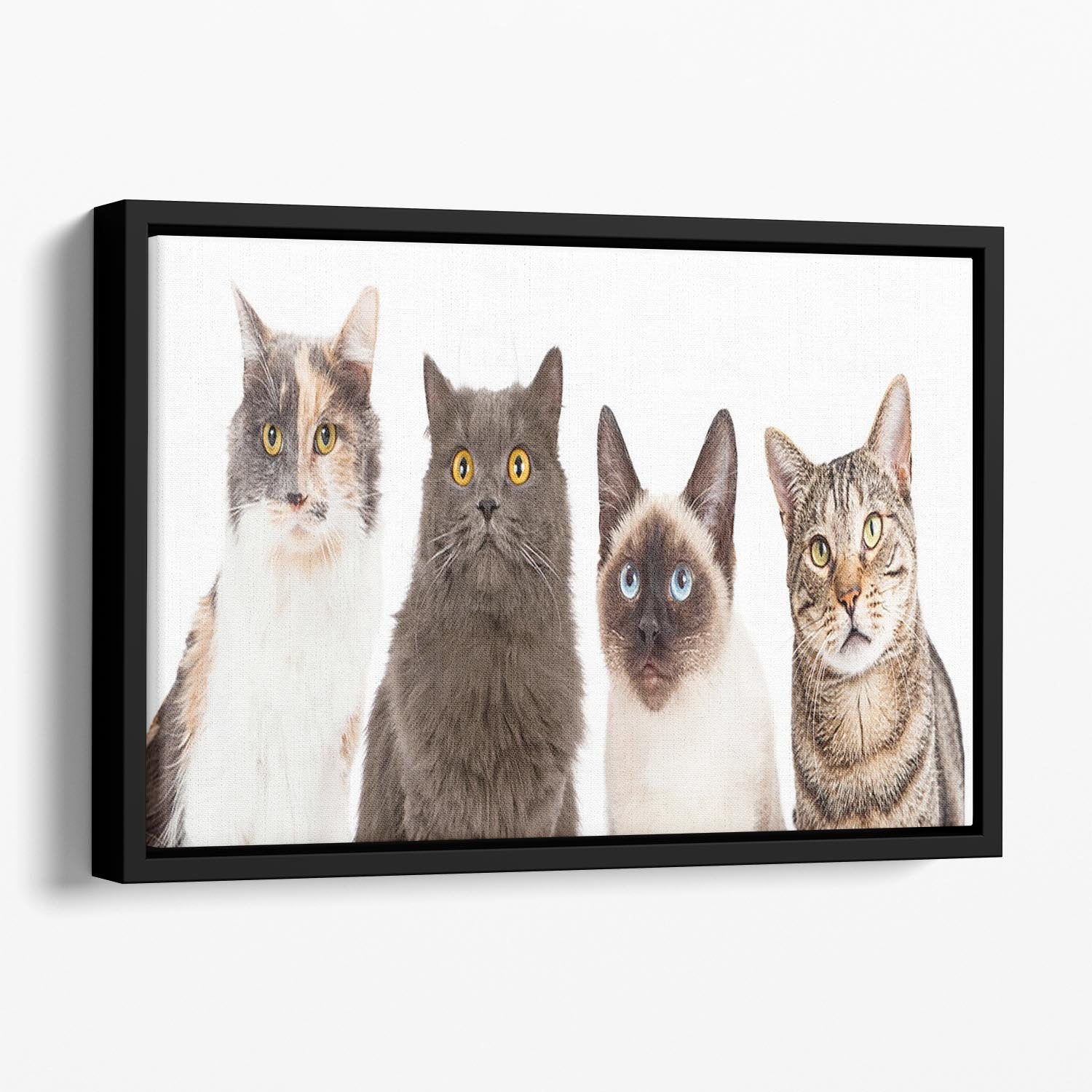 Close-up image of four different breed cats looking forward at the camera Floating Framed Canvas - Canvas Art Rocks - 1