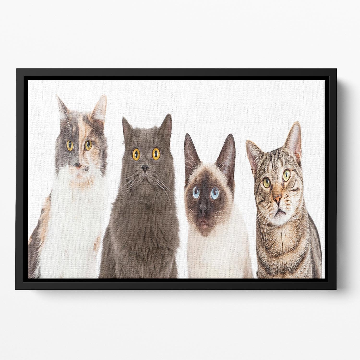 Close-up image of four different breed cats looking forward at the camera Floating Framed Canvas - Canvas Art Rocks - 2