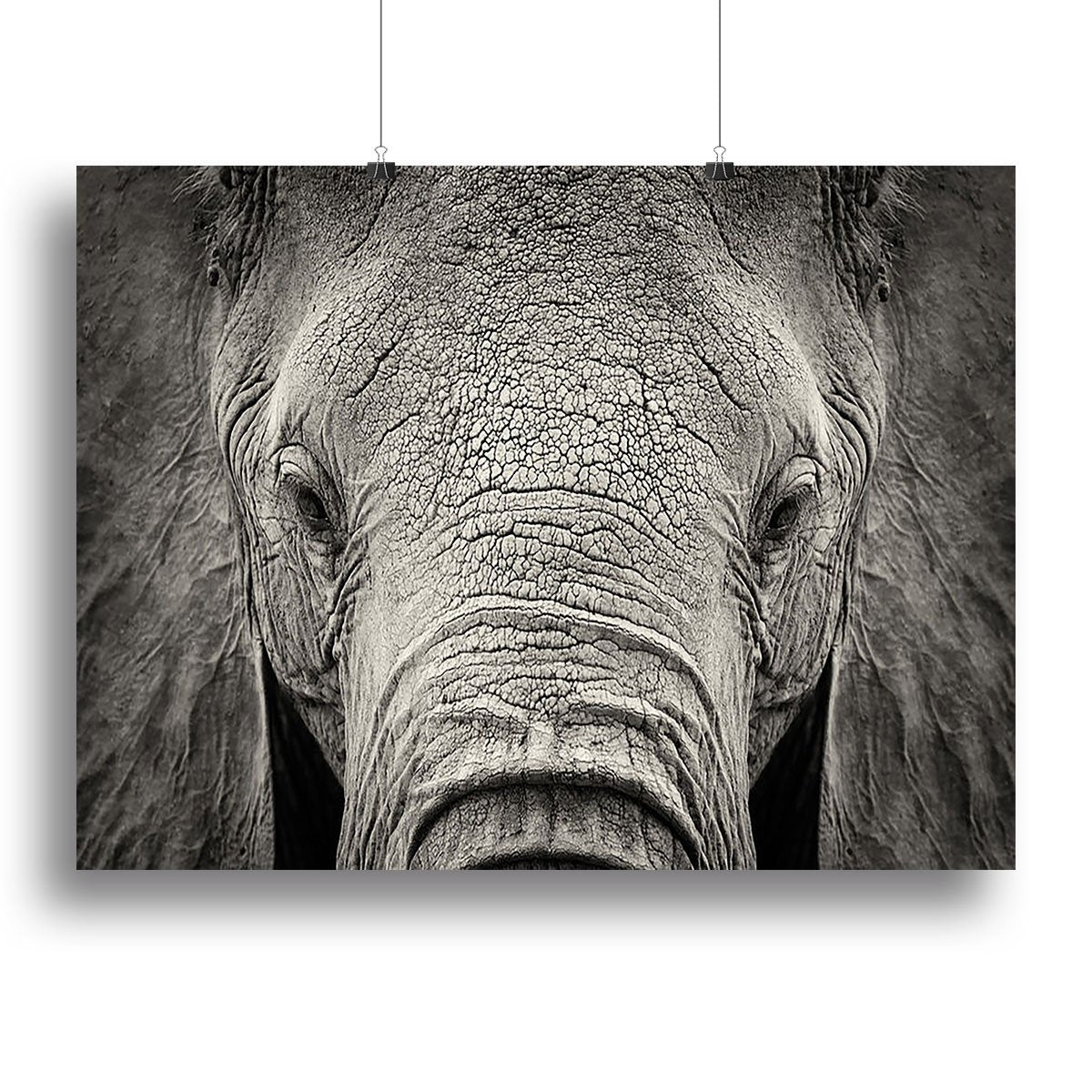 Close-up of African Elephant Canvas Print or Poster