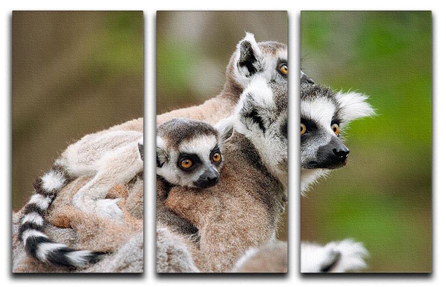 Close-up of a ring-tailed lemur 3 Split Panel Canvas Print - Canvas Art Rocks - 1
