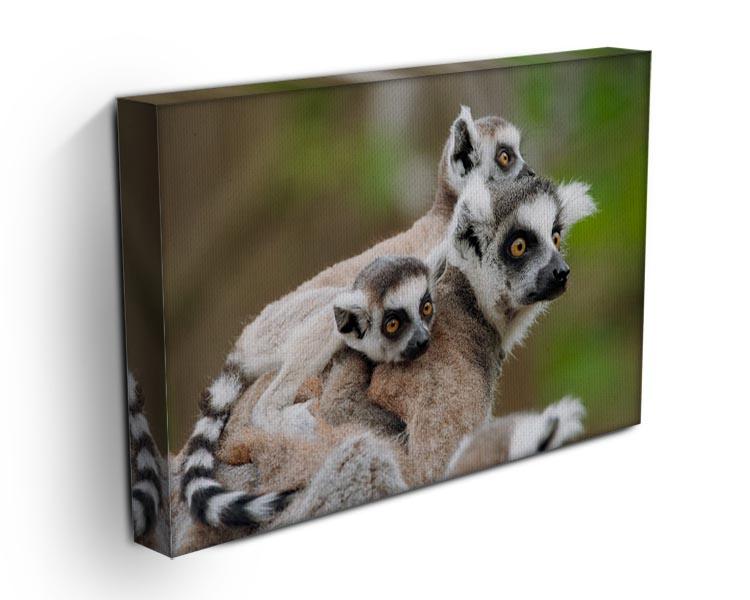 Close-up of a ring-tailed lemur Canvas Print or Poster - Canvas Art Rocks - 3