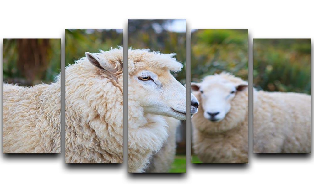 Close up face of new zealand merino sheep 5 Split Panel Canvas - Canvas Art Rocks - 1
