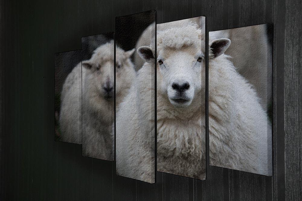 Close up face of new zealand merino sheep in farm 5 Split Panel Canvas - Canvas Art Rocks - 2