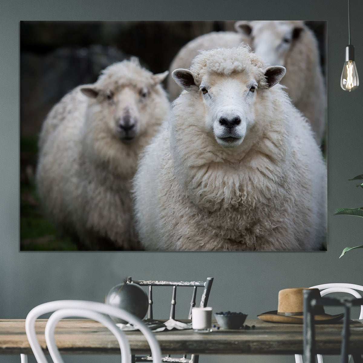 Close up face of new zealand merino sheep in farm Canvas Print or Poster