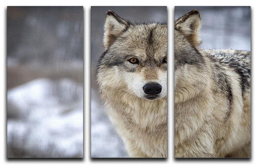 Close up head and shoulders image of a Timber Wolf 3 Split Panel Canvas Print - Canvas Art Rocks - 1