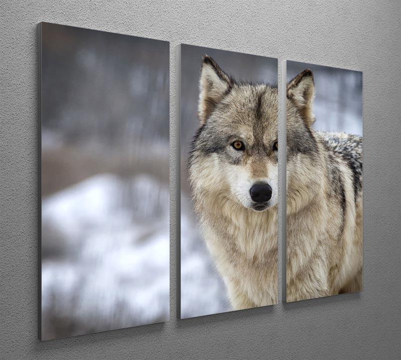 Close up head and shoulders image of a Timber Wolf 3 Split Panel Canvas Print - Canvas Art Rocks - 2