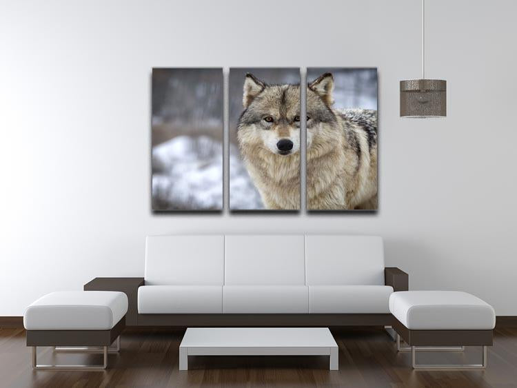 Close up head and shoulders image of a Timber Wolf 3 Split Panel Canvas Print - Canvas Art Rocks - 3