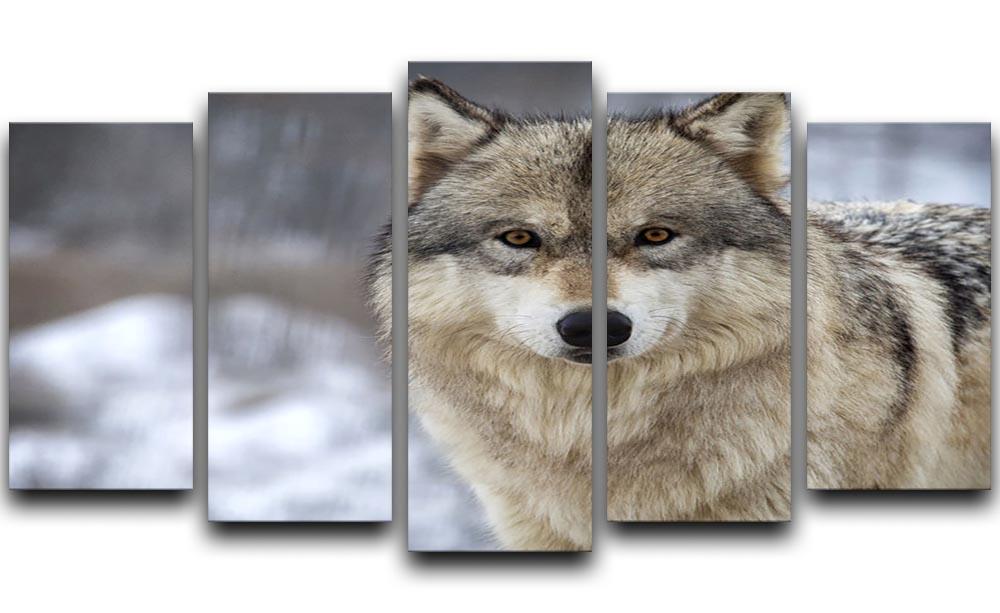 Close up head and shoulders image of a Timber Wolf 5 Split Panel Canvas - Canvas Art Rocks - 1