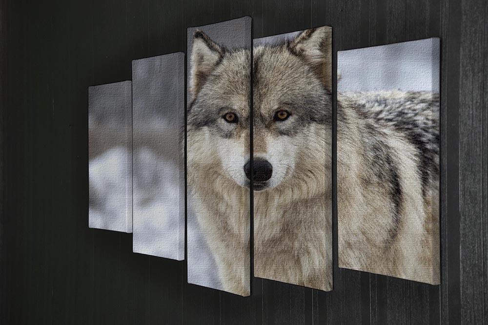 Close up head and shoulders image of a Timber Wolf 5 Split Panel Canvas - Canvas Art Rocks - 2