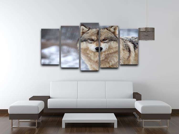 Close up head and shoulders image of a Timber Wolf 5 Split Panel Canvas - Canvas Art Rocks - 3
