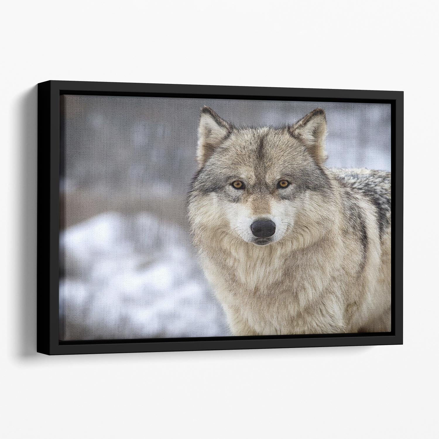 Close up head and shoulders image of a Timber Wolf Floating Framed Canvas - Canvas Art Rocks - 1
