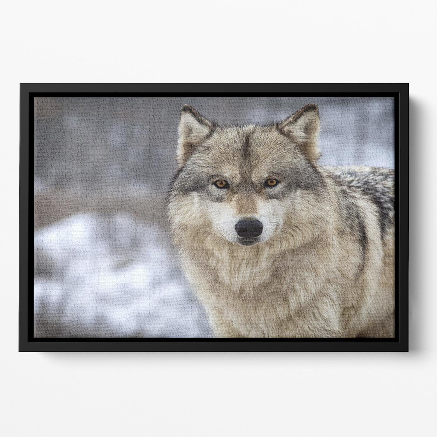 Close up head and shoulders image of a Timber Wolf Floating Framed Canvas - Canvas Art Rocks - 2