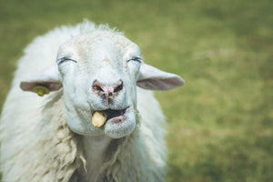 Close up head of sheep in farm Wall Mural Wallpaper - Canvas Art Rocks - 1
