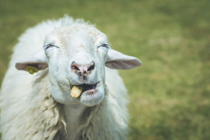 Close up head of sheep in farm Wall Mural Wallpaper
