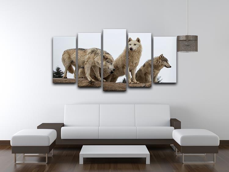 Close up image of a grey wolf pack 5 Split Panel Canvas - Canvas Art Rocks - 3