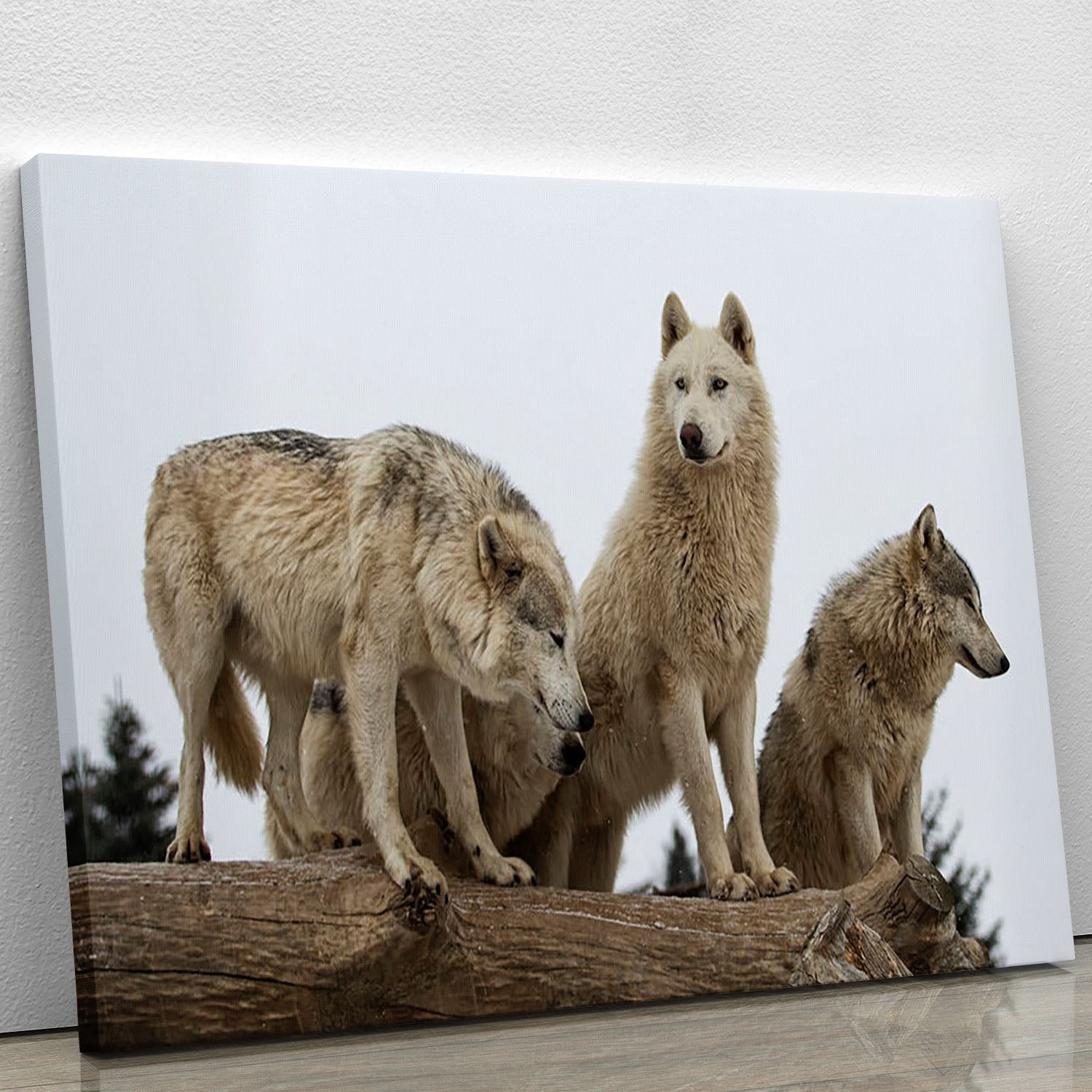 Close up image of a grey wolf pack Canvas Print or Poster