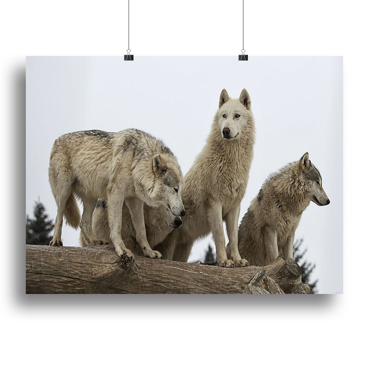 Close up image of a grey wolf pack Canvas Print or Poster