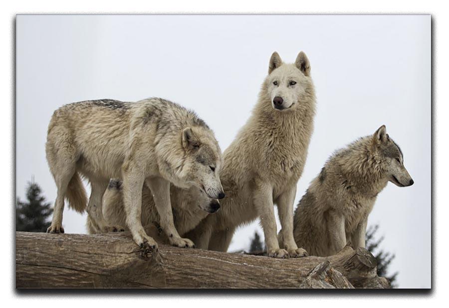 Close up image of a grey wolf pack Canvas Print or Poster - Canvas Art Rocks - 1