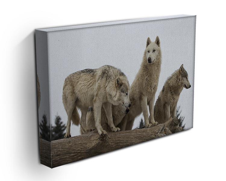 Close up image of a grey wolf pack Canvas Print or Poster - Canvas Art Rocks - 3