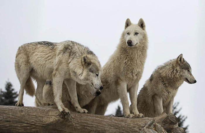 Close up image of a grey wolf pack Wall Mural Wallpaper