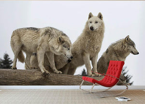 Close up image of a grey wolf pack Wall Mural Wallpaper - Canvas Art Rocks - 2