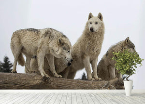 Close up image of a grey wolf pack Wall Mural Wallpaper - Canvas Art Rocks - 4