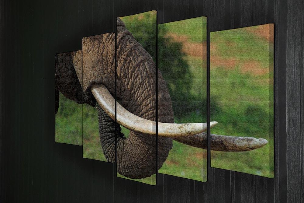 Close up of an African Elephants tusks 5 Split Panel Canvas - Canvas Art Rocks - 2