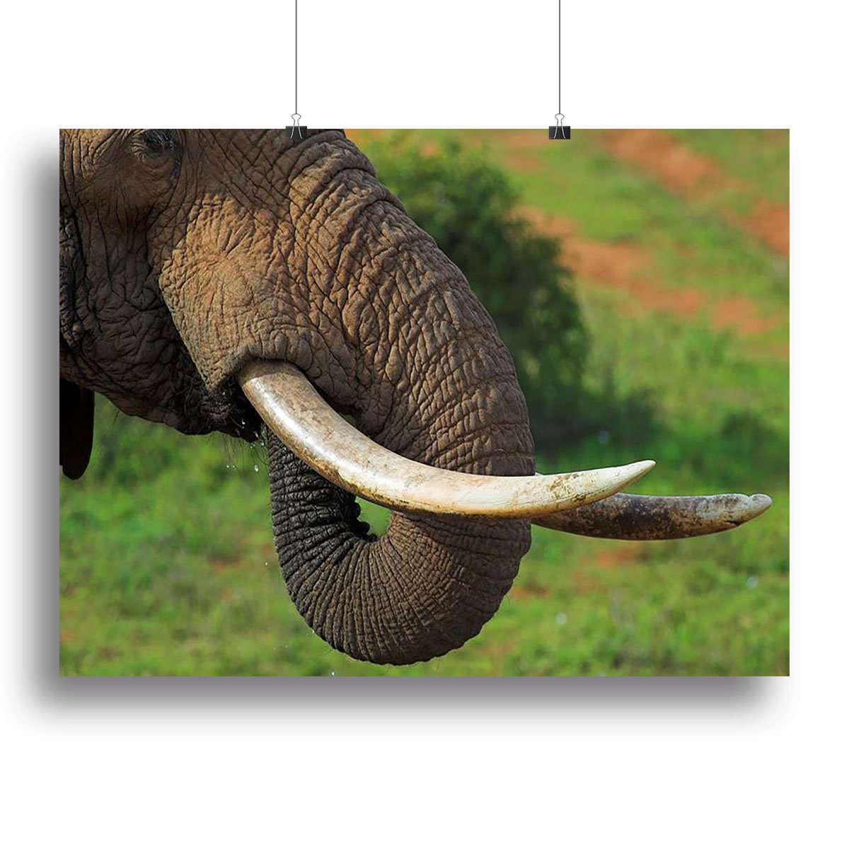 Close up of an African Elephants tusks Canvas Print or Poster