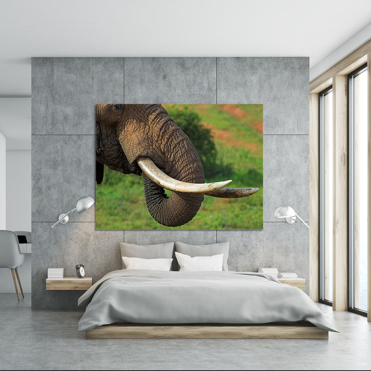 Close up of an African Elephants tusks Canvas Print or Poster