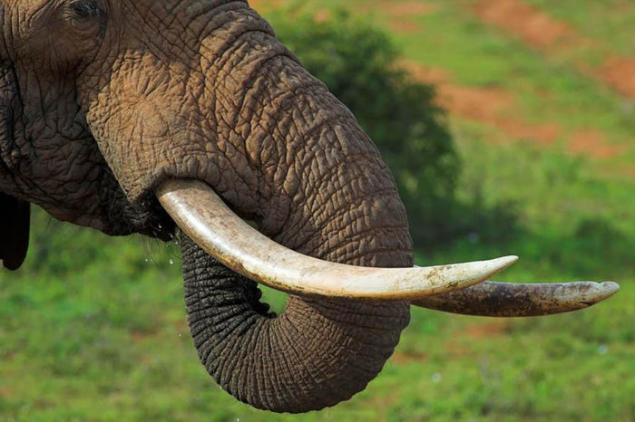 Close up of an African Elephants tusks Wall Mural Wallpaper