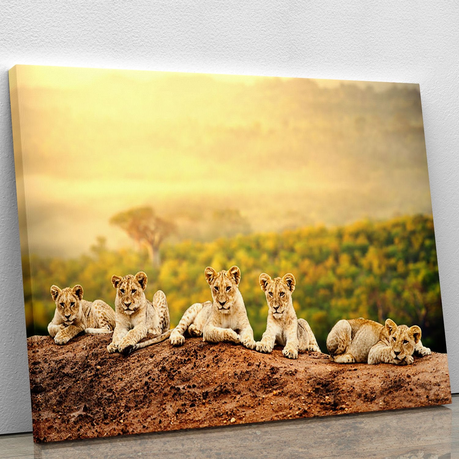 Close up of lion cubs laying together Canvas Print or Poster