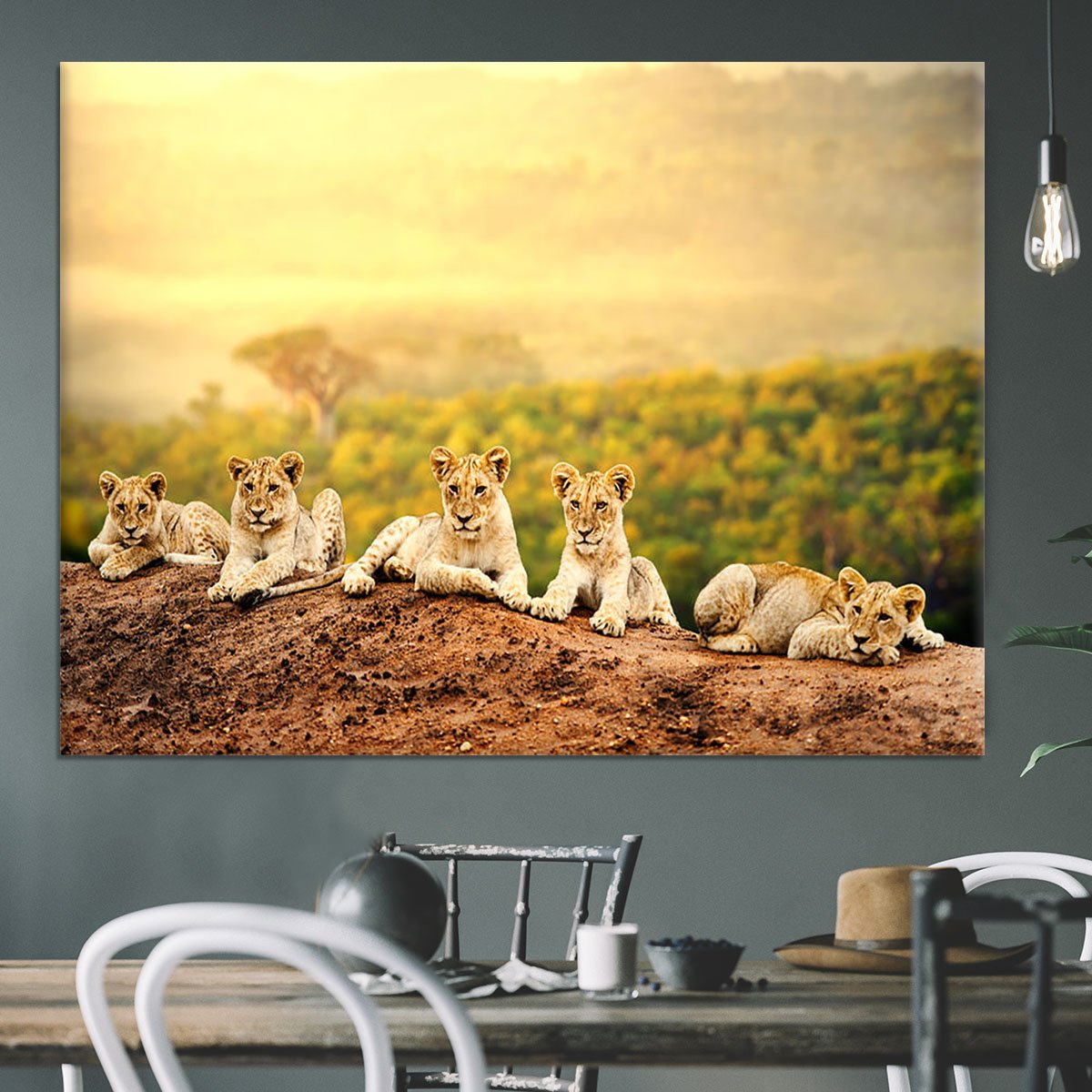 Close up of lion cubs laying together Canvas Print or Poster