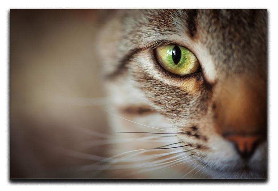 Closeup of tabby cat face. Fauna background Canvas Print or Poster - Canvas Art Rocks - 1