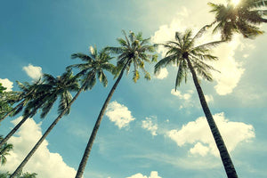 Coconut palm tree on tropical beach Wall Mural Wallpaper - Canvas Art Rocks - 1