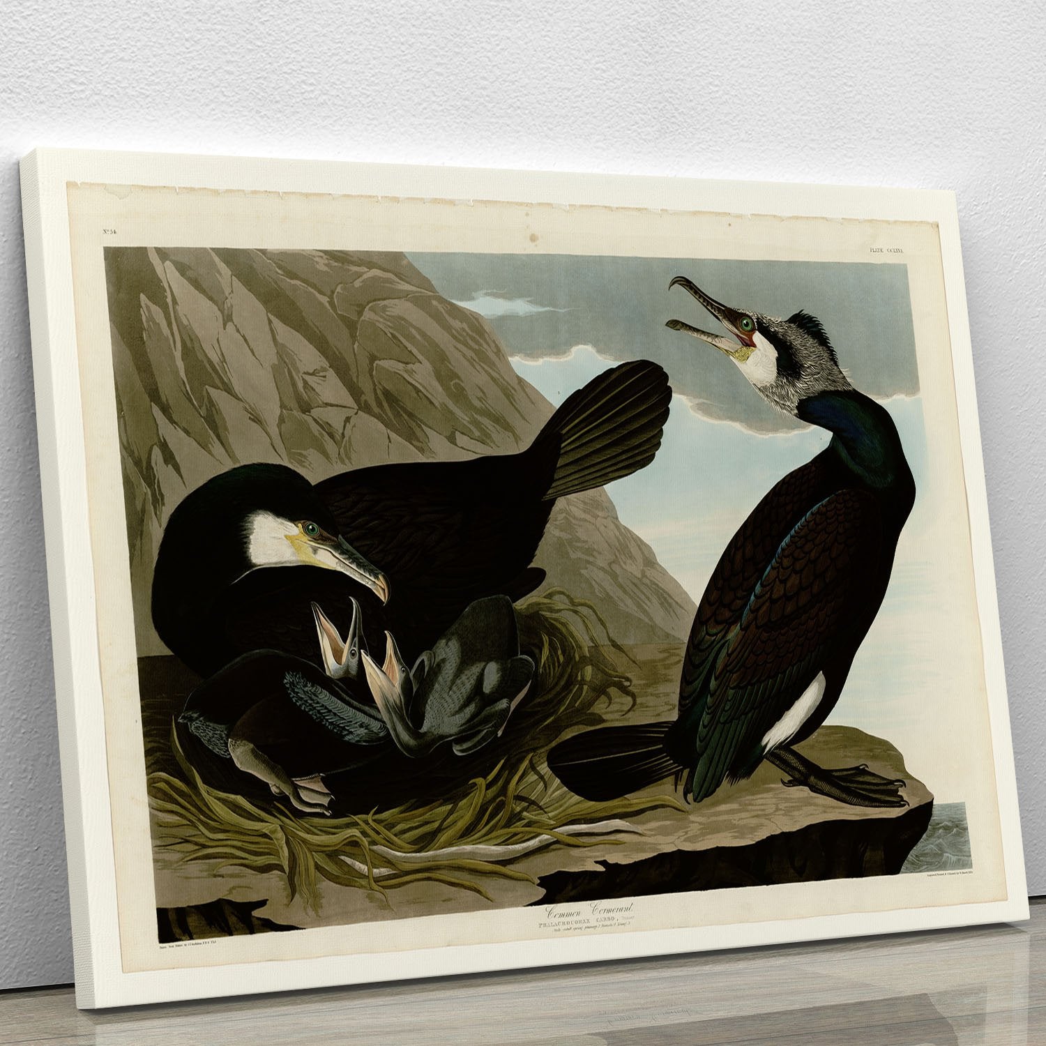 Common Cormorant by Audubon Canvas Print or Poster