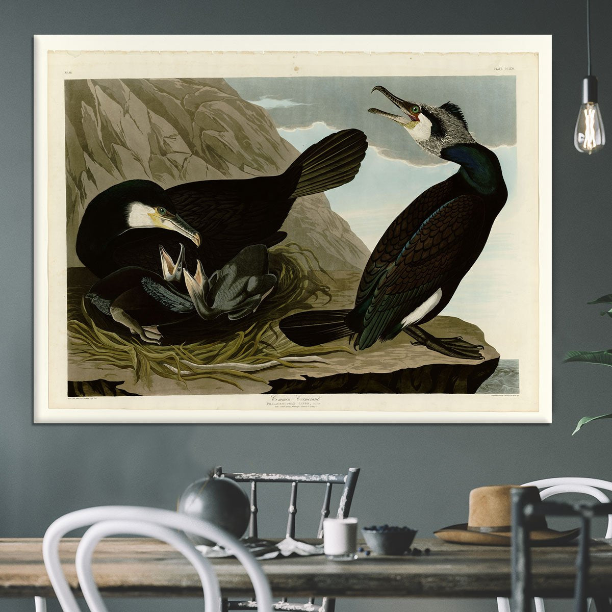 Common Cormorant by Audubon Canvas Print or Poster