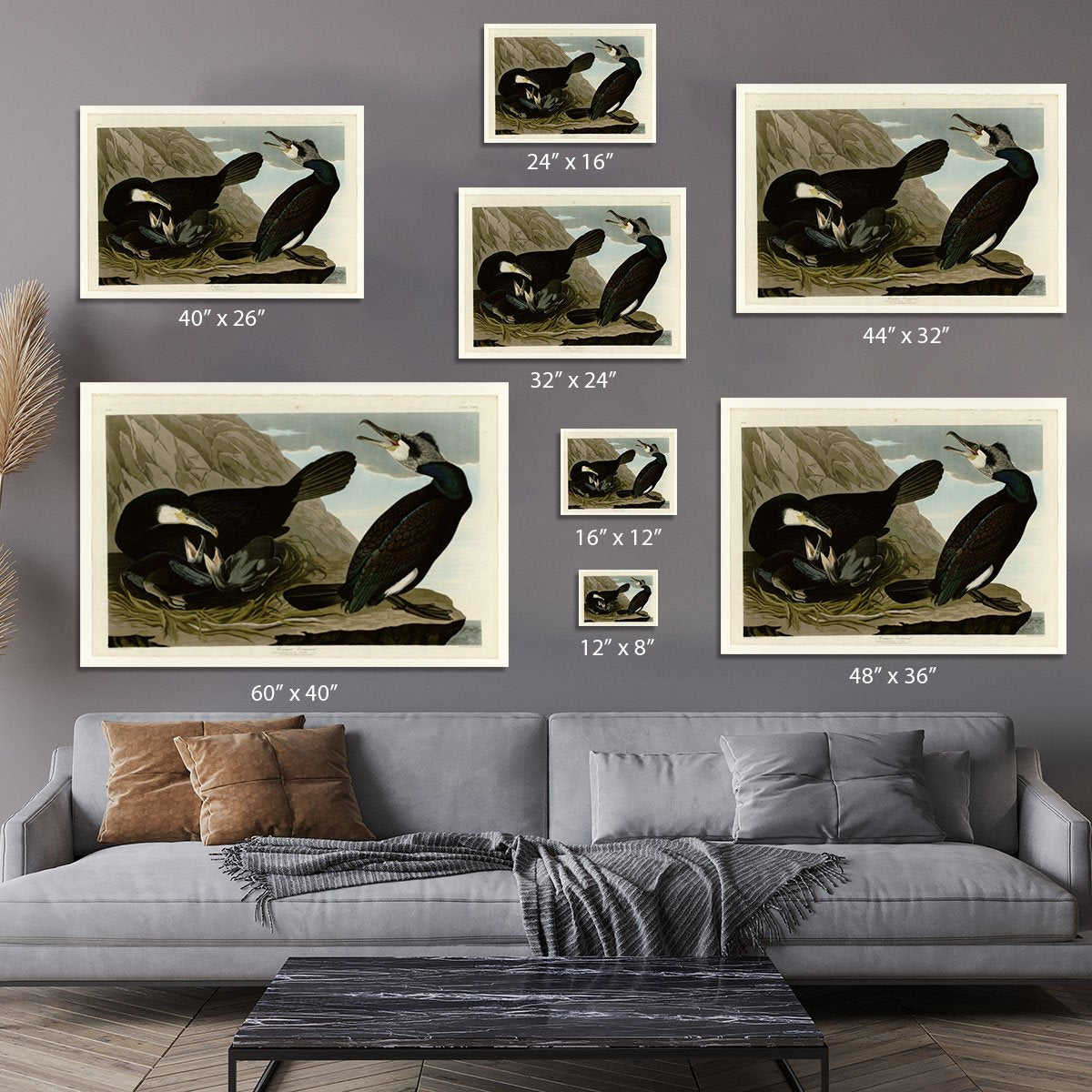 Common Cormorant by Audubon Canvas Print or Poster