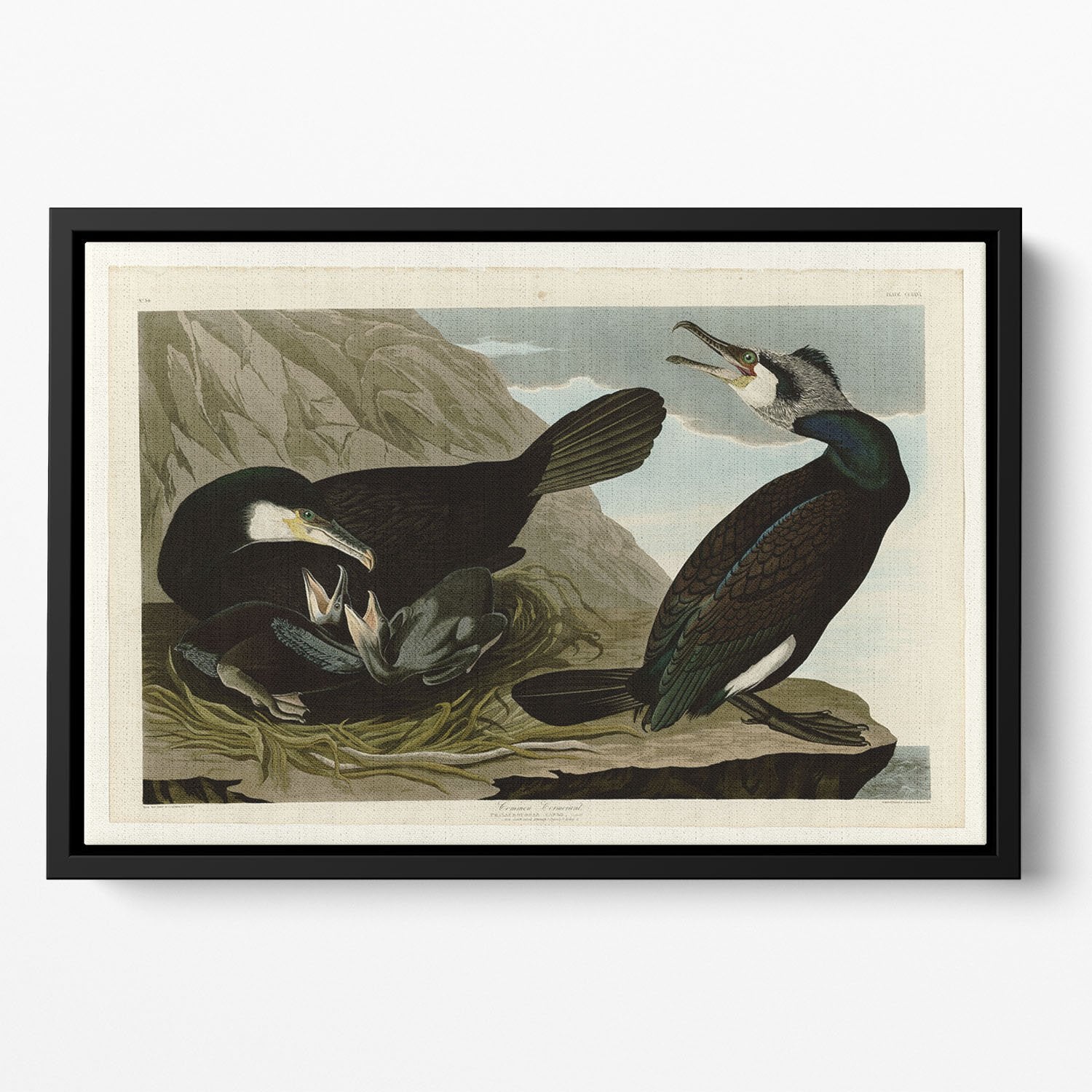 Common Cormorant by Audubon Floating Framed Canvas