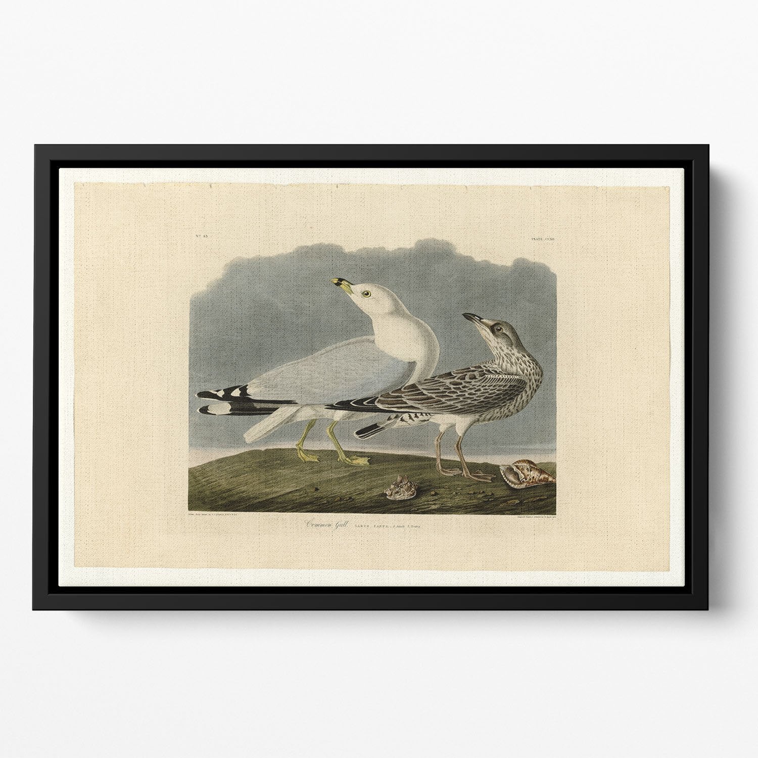 Common Gull by Audubon Floating Framed Canvas